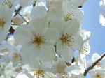 20080405-02.JPG