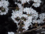 20080405-06.JPG